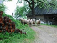 Kanjon Panjice, Vodena Pecina, Rafting Moravica - Canyoning/Caving/Rafting   01.05.2011.